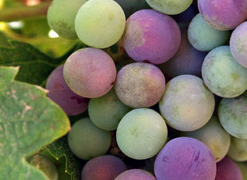 Pahrump Valley Wine Tour Featured packages